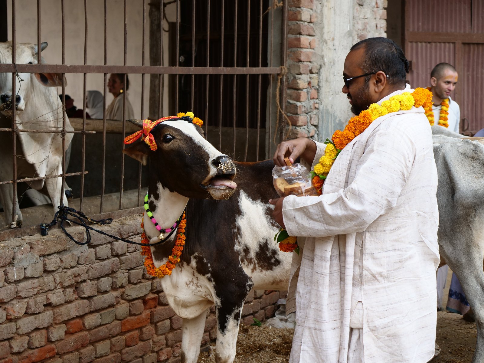  57 Gopashtami Radha kunda Govardhan 19.11.04